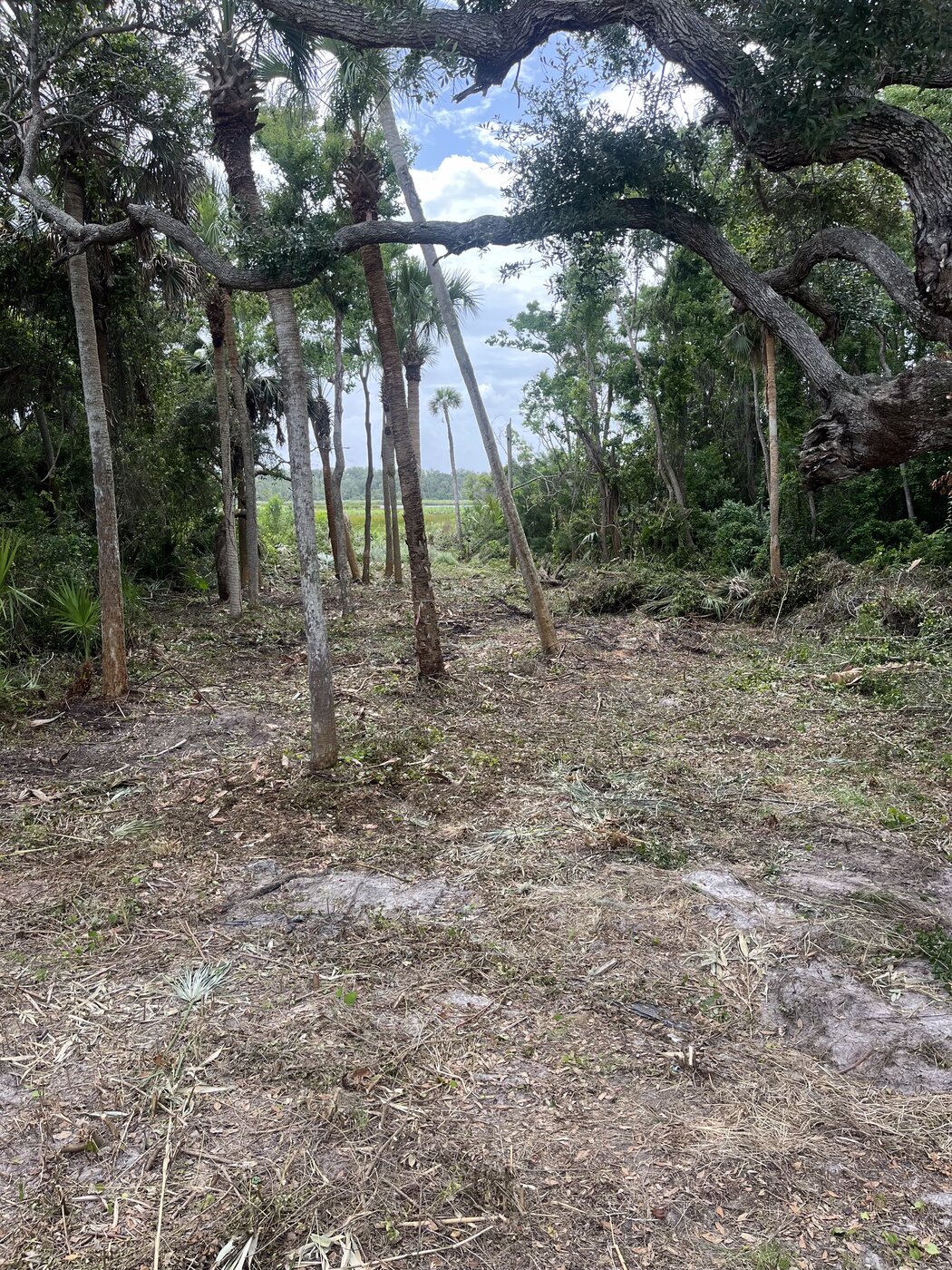 Debris removal and yard cleanup