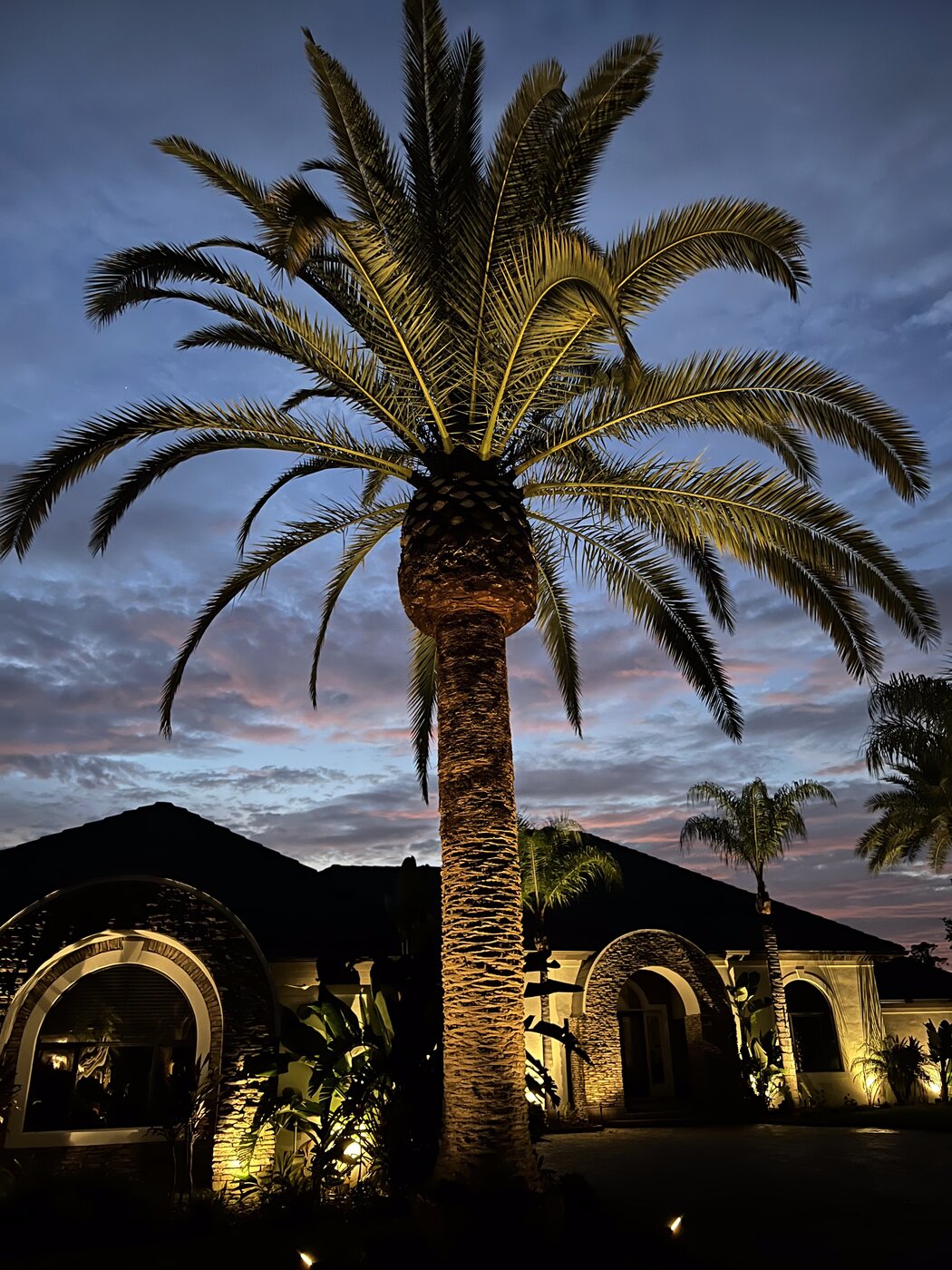 Palm pruning service