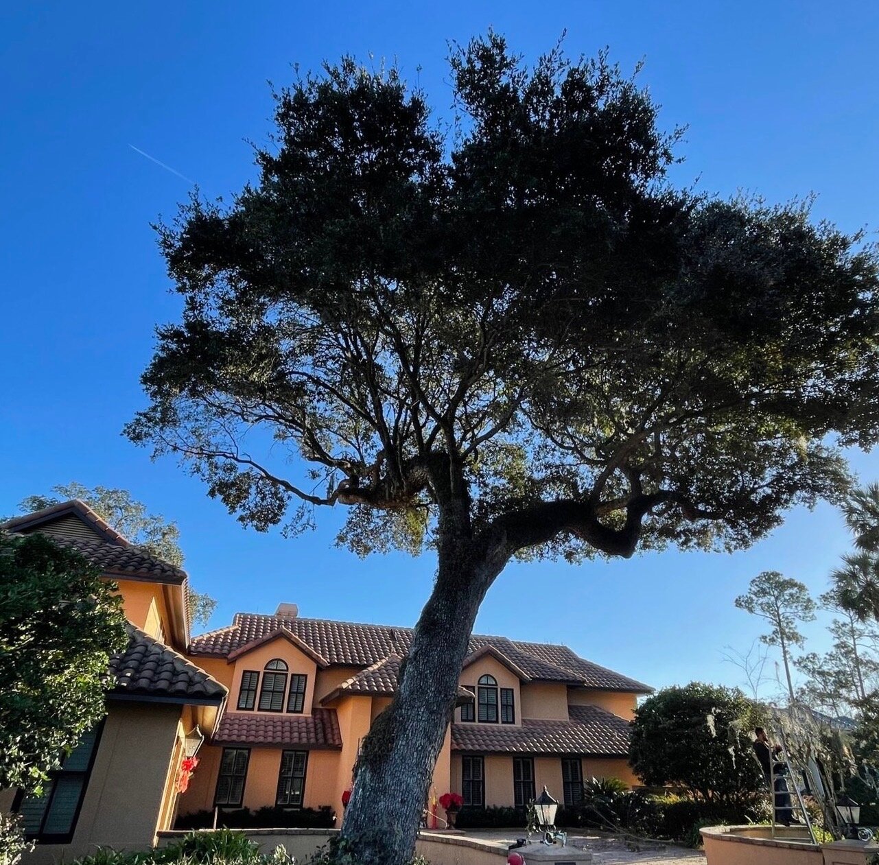 Tree trimming and pruning service